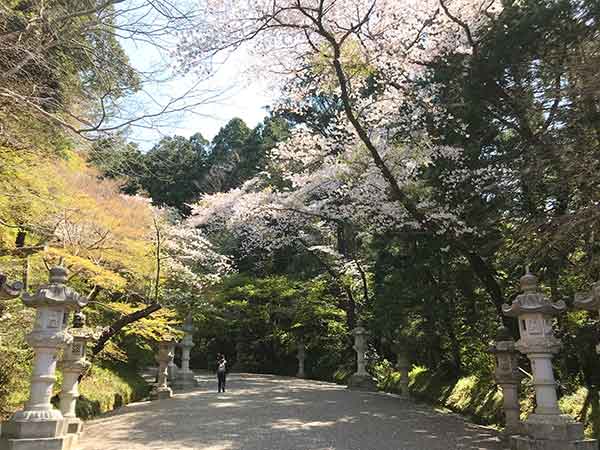 表参道の桜風景