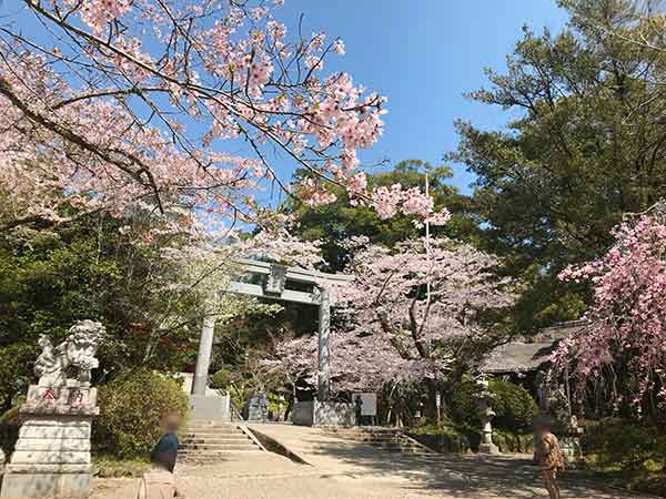 総門前の鳥居と桜