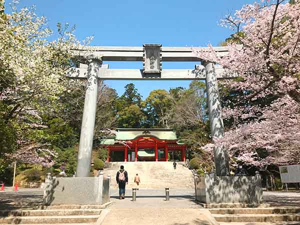 桜に囲まれた鳥居の奥に見える総門