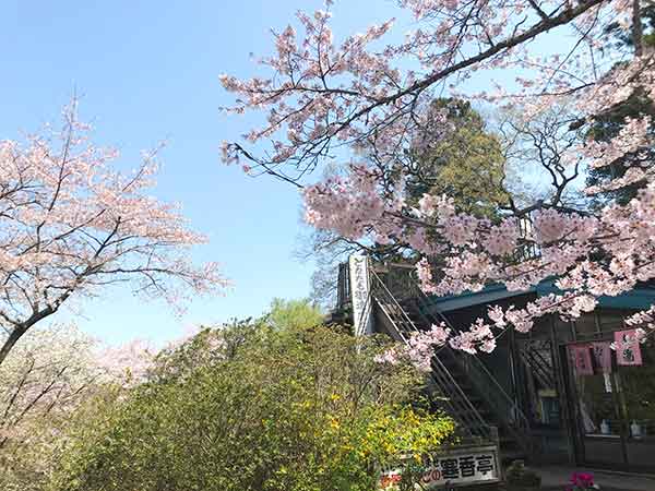 桜のアップと茶屋