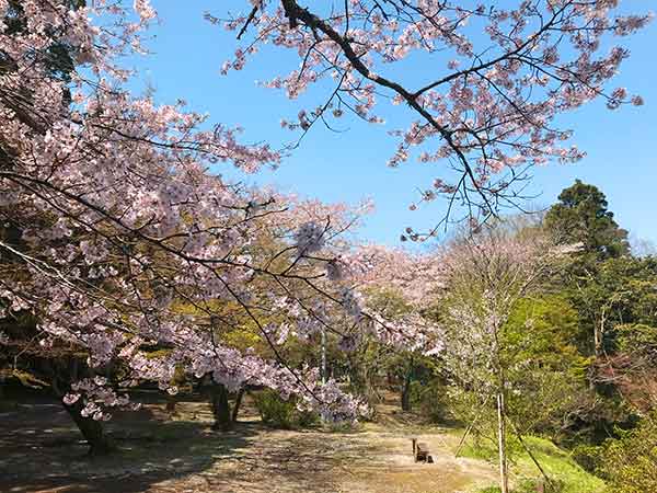 桜の枝と馬場
