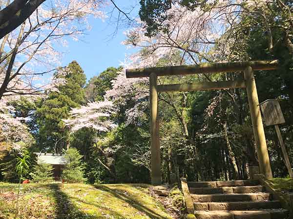 護国神社入口の鳥居と桜