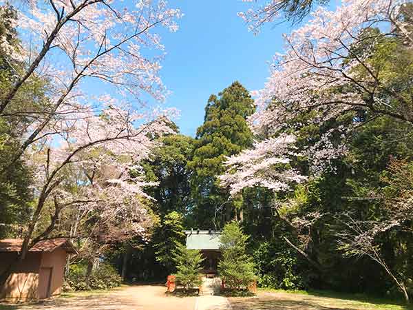 桜が見事な護国神社の境内