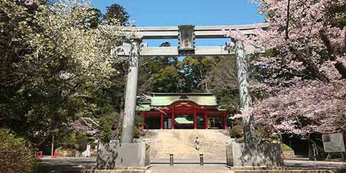 桜が満開の香取神宮