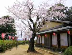 茶屋と桜