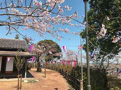 小見川城山公園の桜