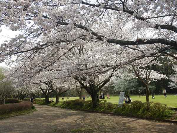 通路を塞ぐほど豪快に咲いた酒々井総合公園の桜