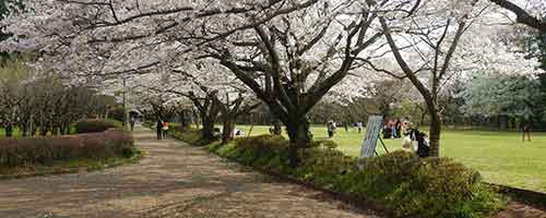 桜が満開の酒々井総合公園芝生広場と脇の歩道