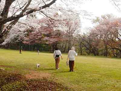 桜の下の散歩を満喫している犬と飼い主