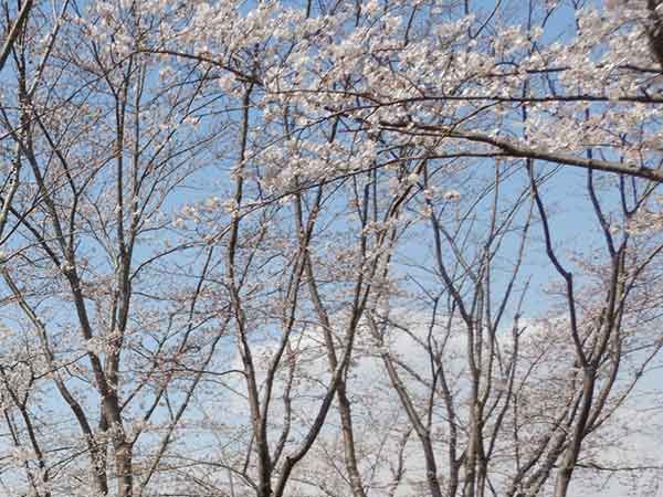 天神山公園の鮮やかな桜