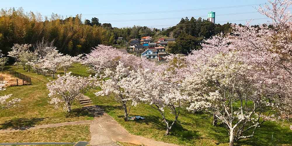 丘の上から見た天神山公園の桜