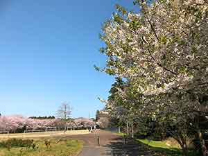 大きな桜と遊歩道