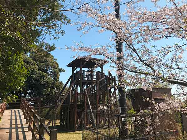 天神山公園の展望台と桜