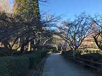 枯れている桜の木と歩道