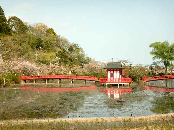 茂原公園の弁天池と弁天橋に映える桜の景色