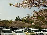 桜だらけの茂原公園駐車場