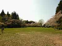 桜に囲まれた芝生