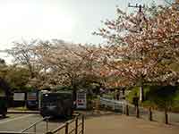 茂原公園入口の桜