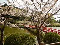 茂原公園の桜の地図