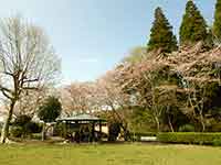 芝生広場の東屋の周辺で咲いている桜