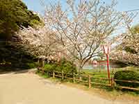 桜を楽しめる歩道