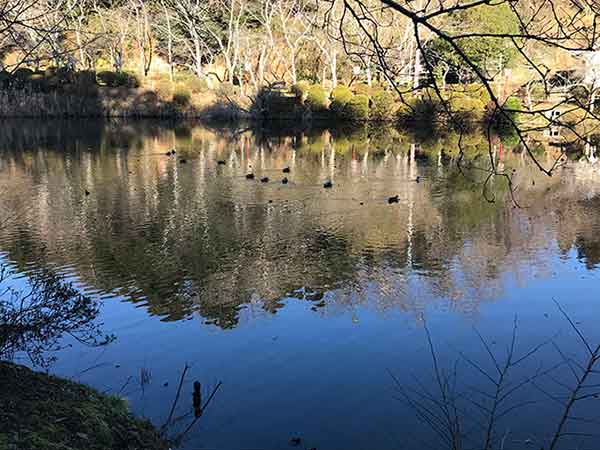 鴨が泳ぐ池の景色