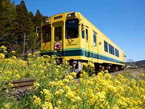 菜の花の間を走るいすみ鉄道