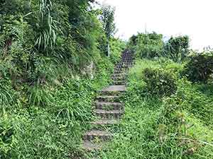 雑草が生い茂る階段