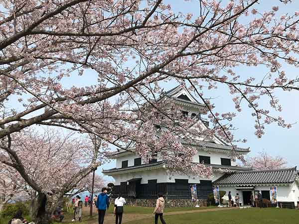 満開の桜と館山城の駐車場