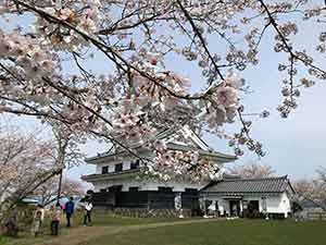桜のアップと館山城の芝生広場
