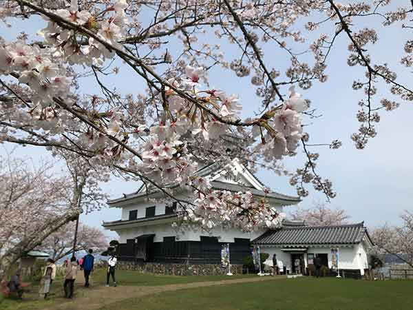ソメイヨシノのアップ写真と館山城