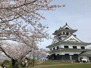 館山城と城山公園の桜