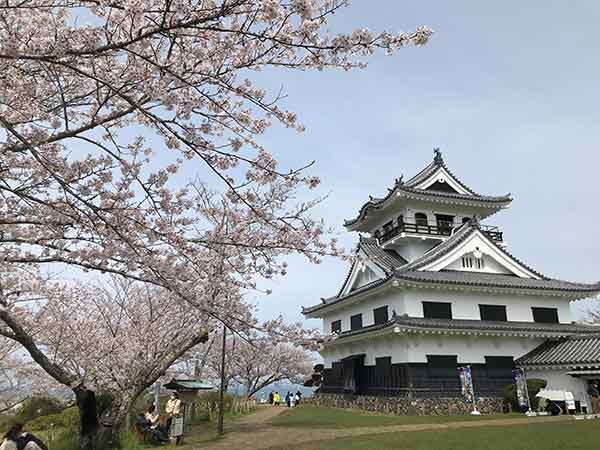 桜と館山城全景