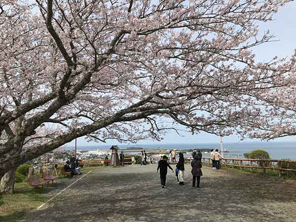 桜が咲き誇る展望広場
