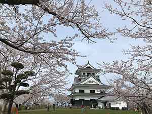 館山城の周辺に咲いた満開桜