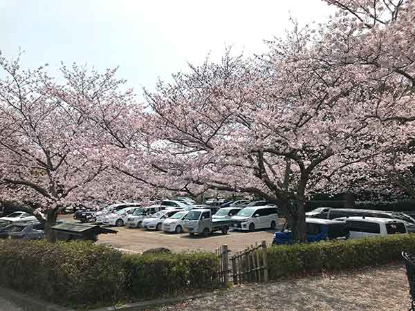 満開の桜と館山城の駐車場