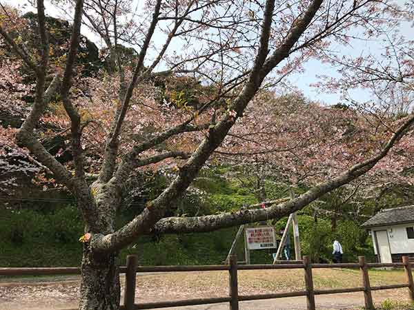 葉桜になっている基準のソメイヨシノ