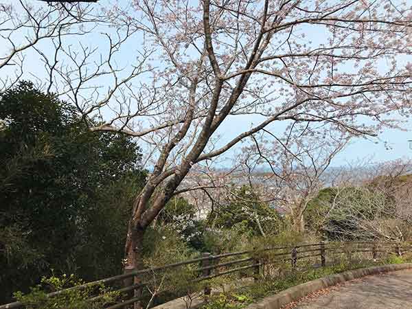 館山の海と桜