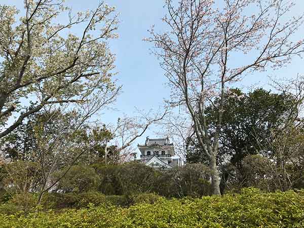 遊歩道から見える桜と館山城