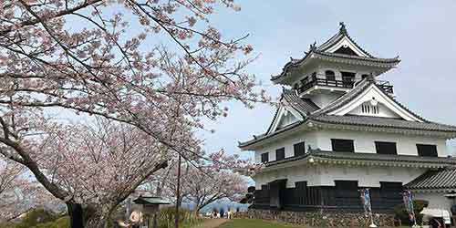 満開の桜と館山城