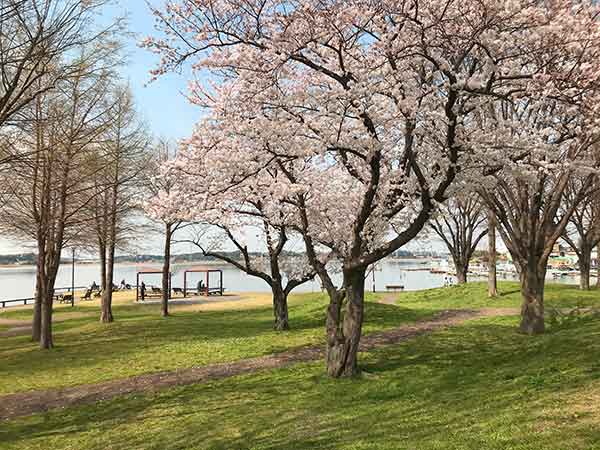 手賀沼公園の巨大な桜