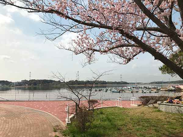 手賀沼公園のボートと桜