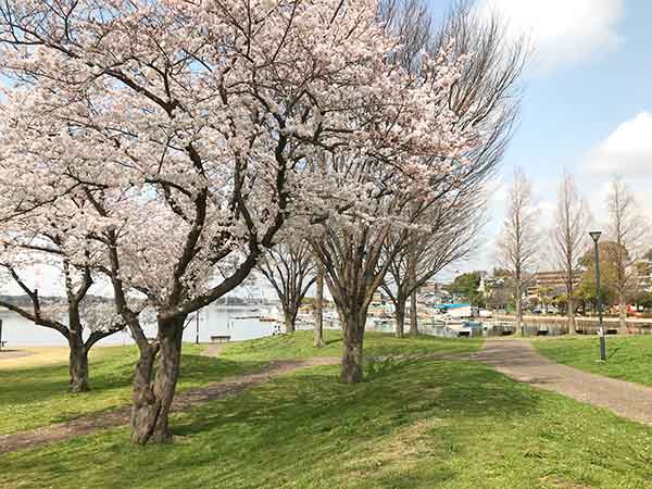 豪快に咲いたソメイヨシノの木と芝生