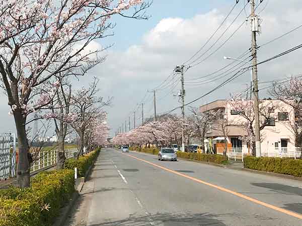 道路沿いに咲いている桜