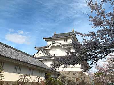 大多喜城と桜