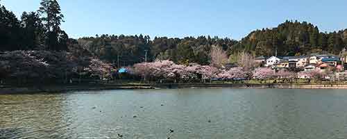 東金市の八鶴湖と周辺の桜
