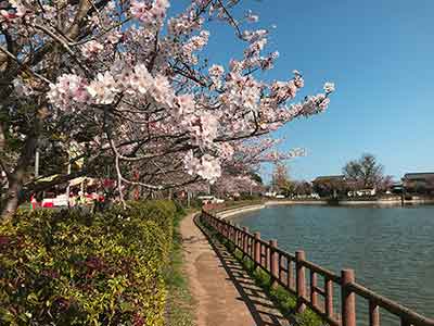 八鶴湖畔の遊歩道に咲く桜