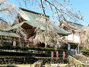 芝山仁王尊観音教寺の桜
