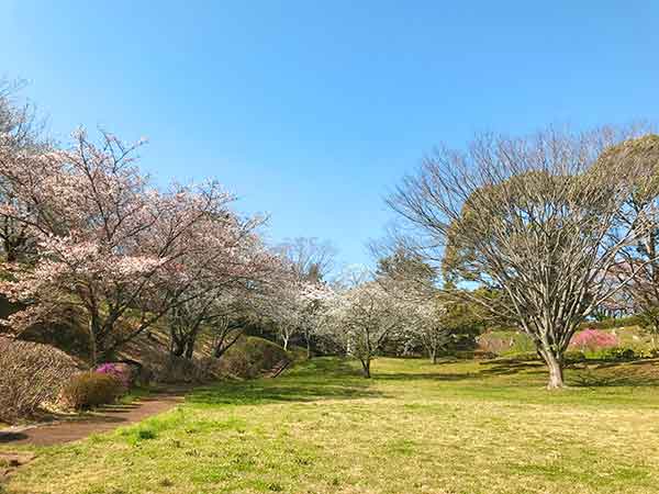 桜が周囲に立っている芝生広場