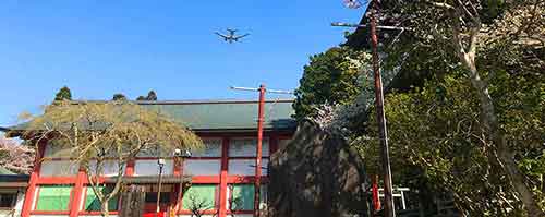芝山公園の桜と成田空港から飛び立つ飛行機